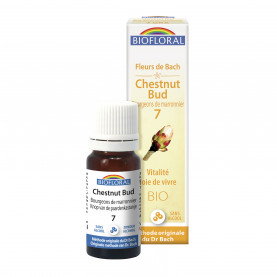 Chesnut buds, granules | Inula