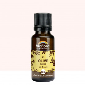 23 Olive, Olivier - 19,5 gr | Inula