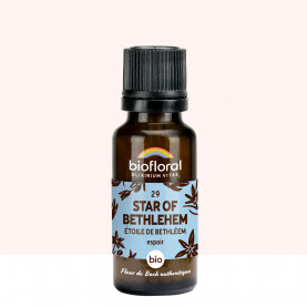29 Star of Bethlehem, Étoile de Bethléem - 19,5 gr | Inula