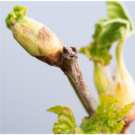 GEMMOTHERAPIE EXPERT : STRESS & SLEEP | Inula