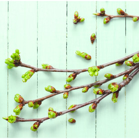 Conférence Gemmothérapie : Le stress | Inula